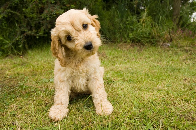cockapoo-dog-breed-pictures-1.jpg