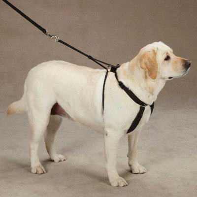 Guardian-Gear-Anti-Pull-Harness.jpg