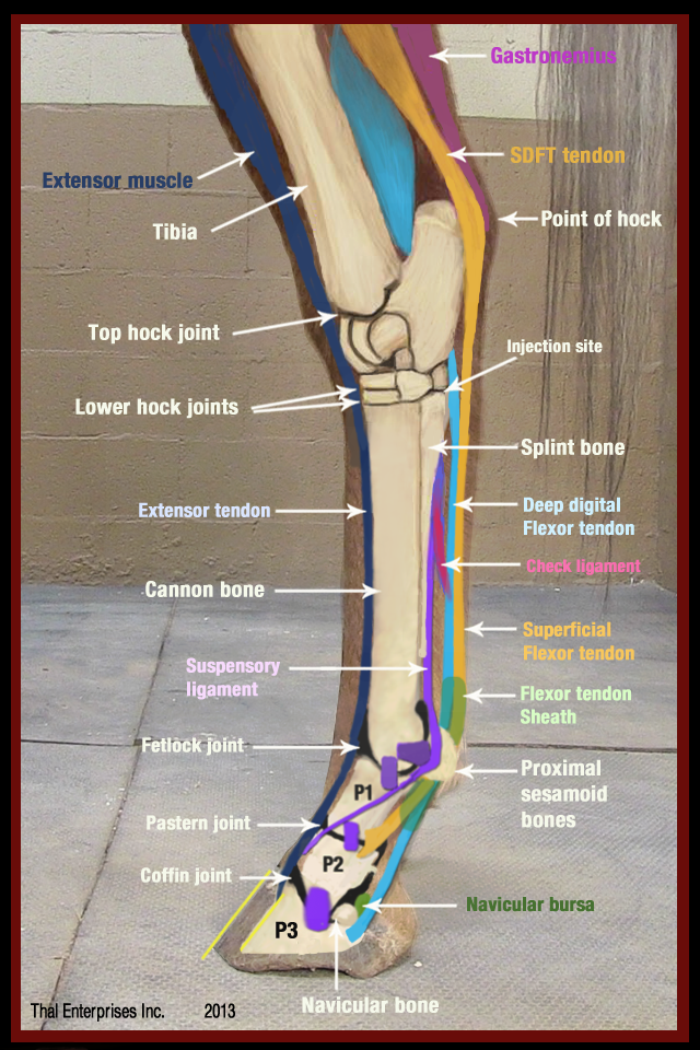 Lower-Hind-Limb-Side-View.png