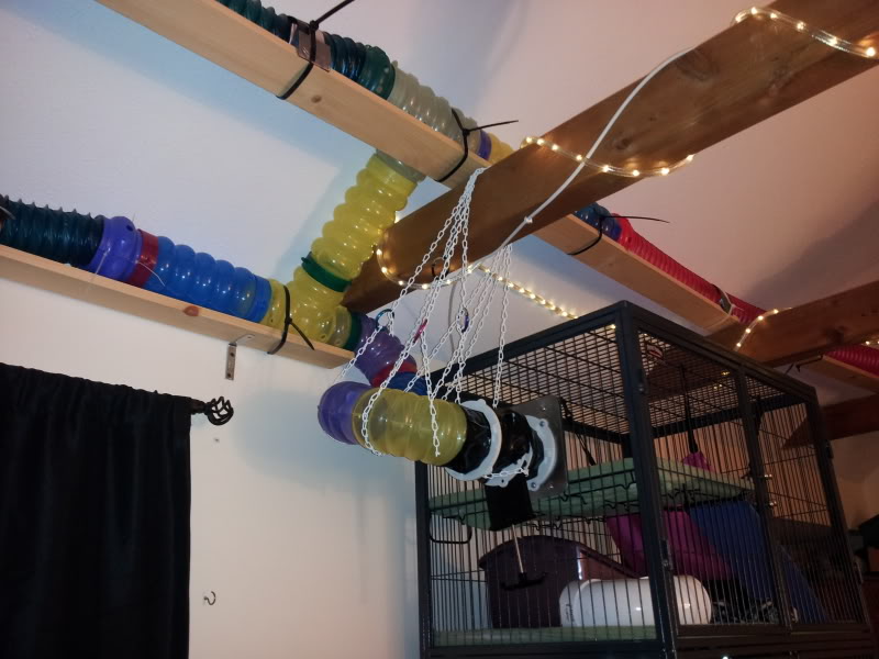 DIY-Ferret-Catwalk.jpg