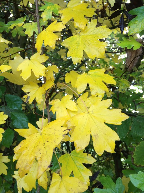 No-24-Field-maple-autumn-leaves.jpg