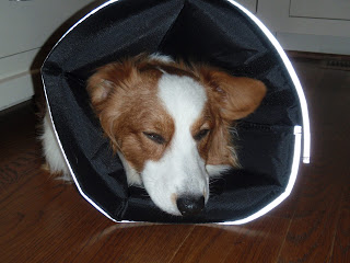 comfy+cone013.JPG