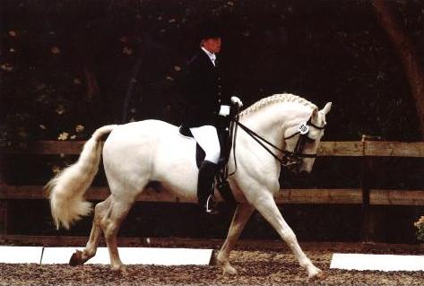 Jonesy%20dressage.JPG