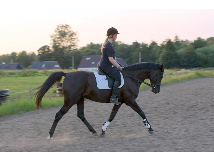 3089983-hannoveraner-charilida