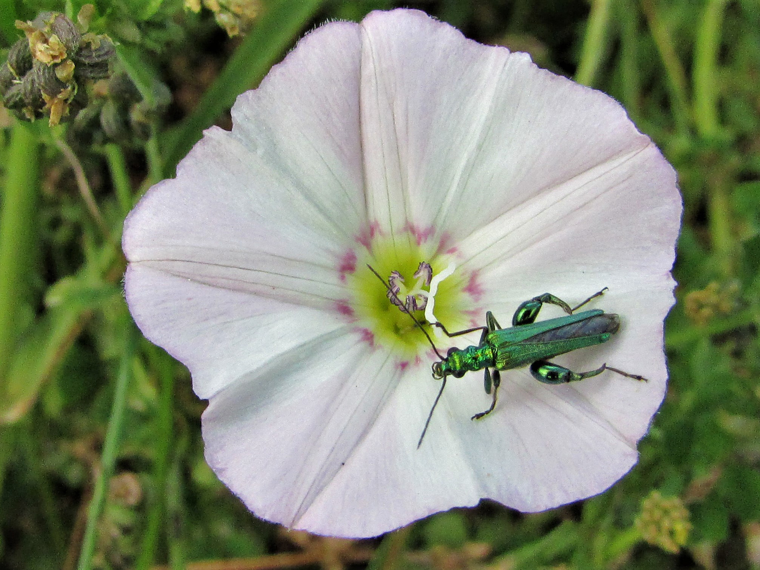 Is field bindweed poisonous to horses? Horse and Hound Forum