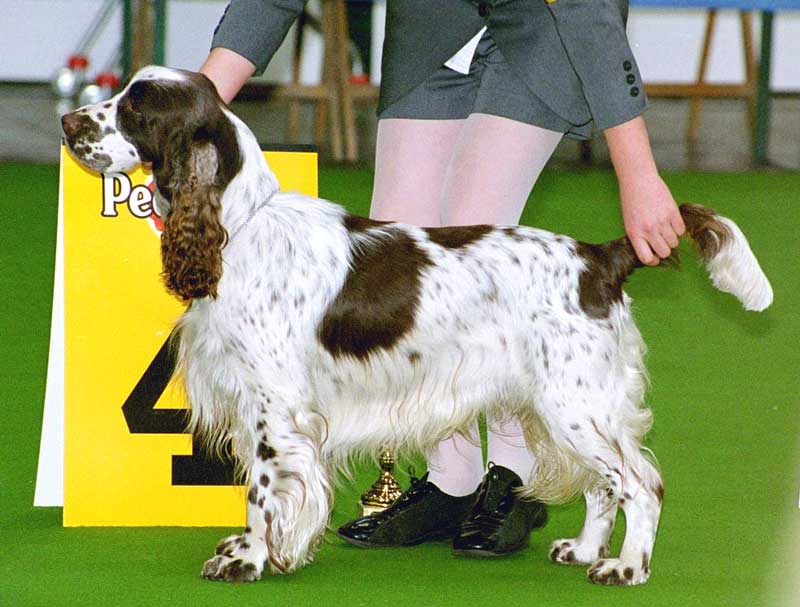 English-Springer-Spaniel_show.jpg