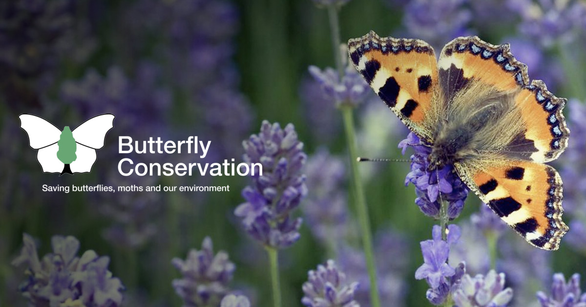 butterfly-conservation.org