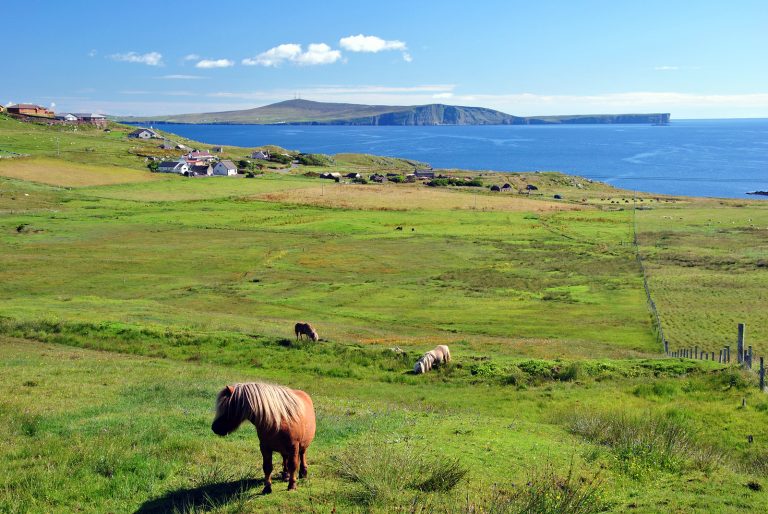 Shetland-Pony-on-Shetland-Isles2.jpg