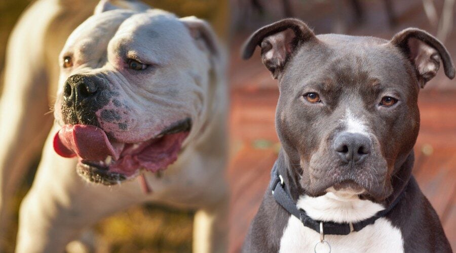 American-Bulldog-vs-Pitbull-900x500.jpg