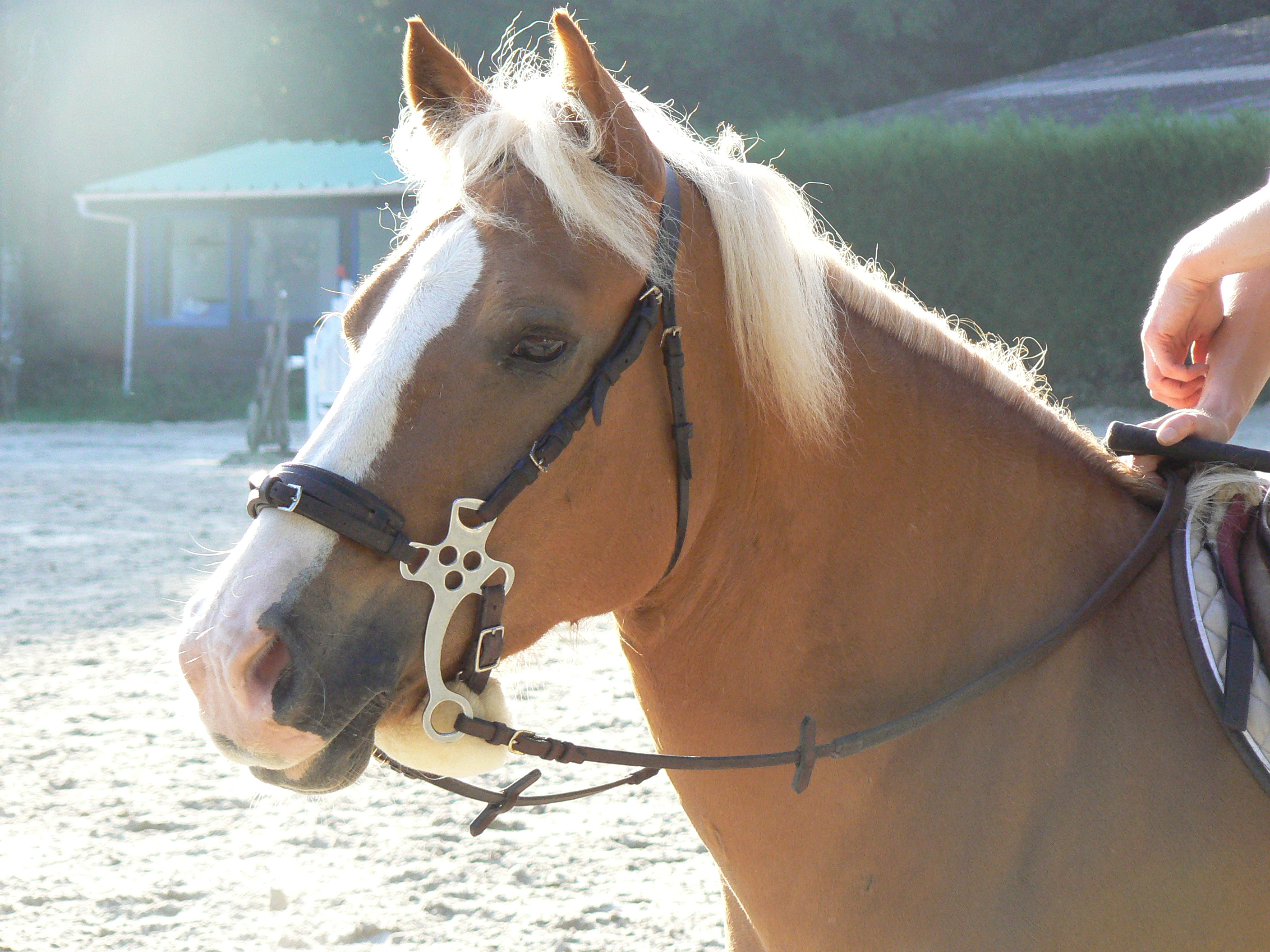 Halfeng_Horse_wearing_hackamore.jpg