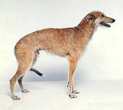 american-staghound-1.jpg