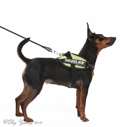 koiran%20valjaat%20juliusk9-5.jpg