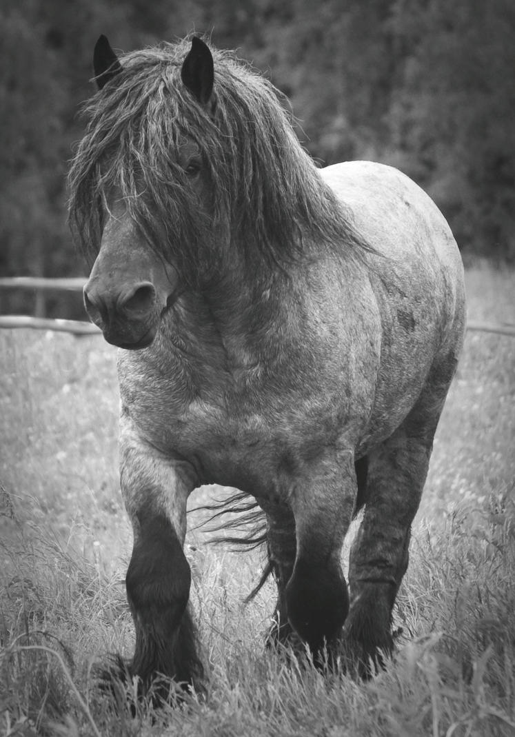 The_Ardennes_horse_by_Emeeeliiie.jpg