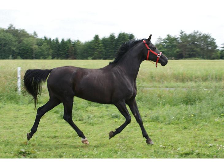 3089968-hannoveraner-charilida