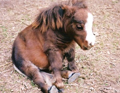 smallest-horse-in-the-world.jpg