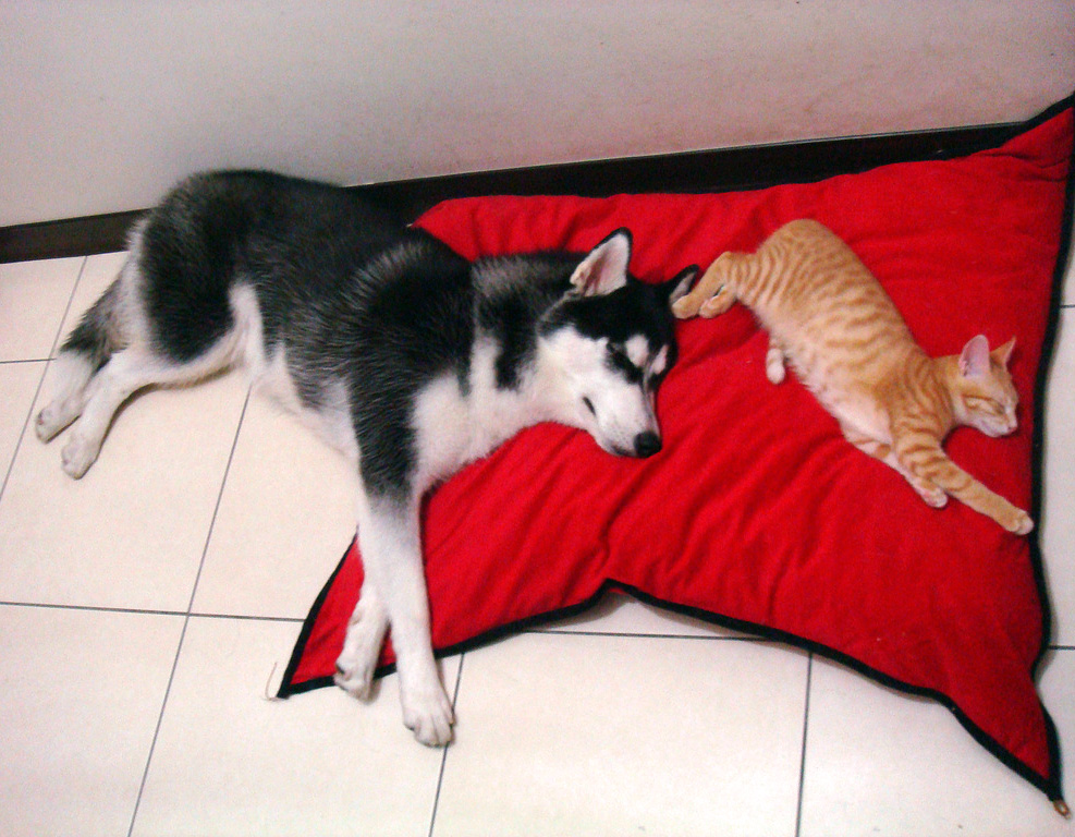 husky-orange-cat.jpg