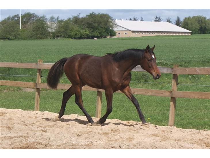 1899289-trakehner-chopaja