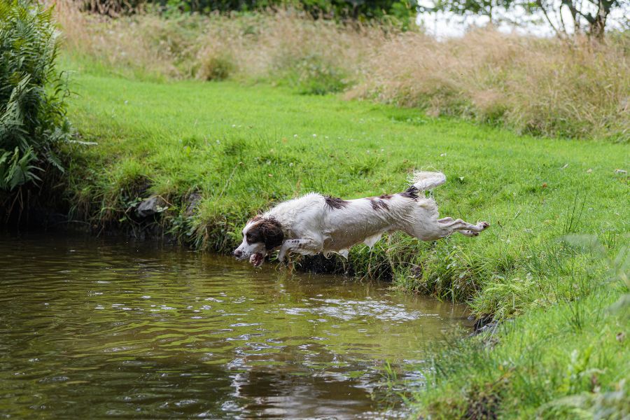 ladiesworkingdoggroup.com