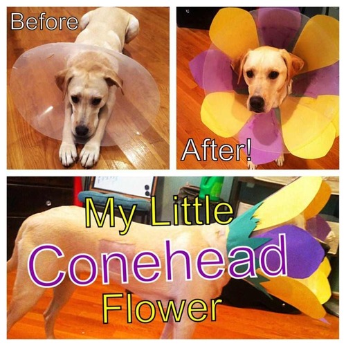 my-little-conehead-flower.jpg