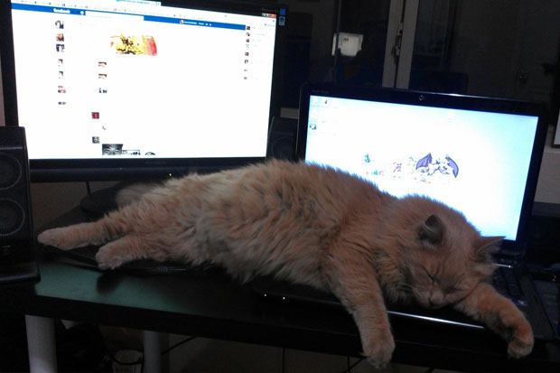cat-computer-keyboard.jpg