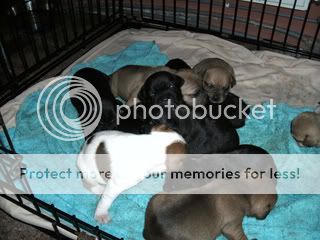 puppies012.jpg