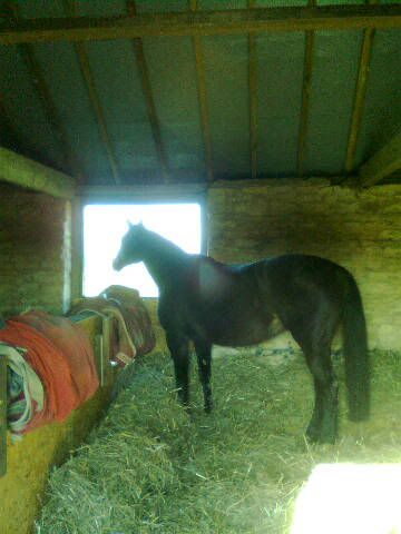 stables11.jpg