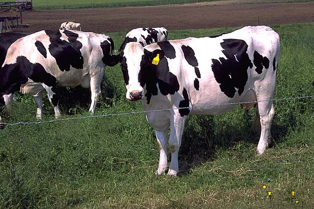 Holstein_cows_large.jpg