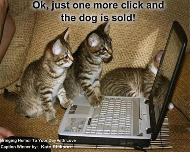 funny-cats-on-the-internet1.jpg