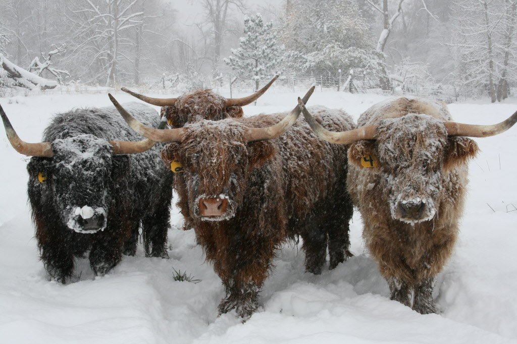 highland-cattle-lostine-cattle-co-e8d1cb500a488a65.jpg