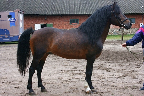 Estonian-Horse.jpg